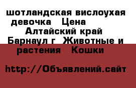 шотландская вислоухая девочка › Цена ­ 5 000 - Алтайский край, Барнаул г. Животные и растения » Кошки   